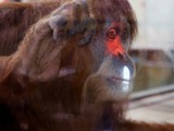 豪動物園がオランウータンの対話学習研究にKinectを採用―将来は来場者とのゲームプレイも 画像